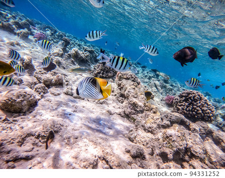 Shoal of differend kinds of the fish - sailfin tang, Longnose Parrotfish, Picasso trigger, Birdmouth wrasse, Klunzinger's wrasse and other tropical fish swimming at the coral reef in the Red Sea, Shoal of differend kinds of the fish - sailfin tang, Longnose Parrotfish, Picasso trigger, Birdmouth wrasse, Klunzinger's wrasse and other tropical fish swimming at the coral reef in the Red Sea, 94331252