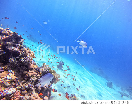 Underwater life of reef with corals, shoal of Lyretail anthias (Pseudanthias squamipinnis) and other kinds of tropical fish. Coral Reef at the Red Sea, Egypt. 94331256