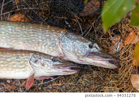 Freshwater pike fish. Two Freshwater pikes fish lies on keep net at autumn time.. Freshwater pike fish. Two Freshwater pikes fish lies on keep net at autumn time.. 94331278