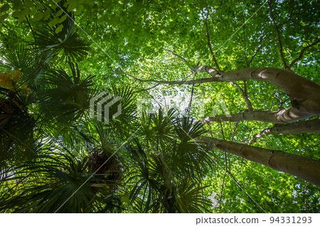 Tropical rain forest background Tropical rain forest background 94331293
