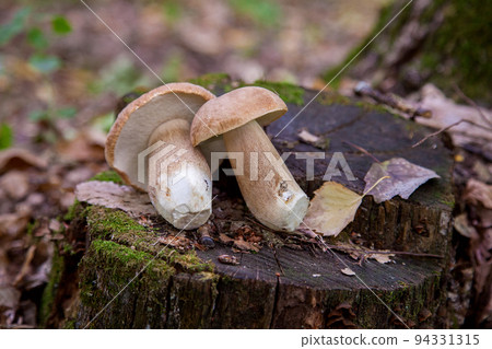 Several boletus mushroom in the wild. Porcini mushroom (Boletus aereus) on old fungy hemp in forest at autumn season.. Several boletus mushroom in the wild. Porcini mushroom (Boletus aereus) on old fungy hemp in forest at autumn season.. 94331315