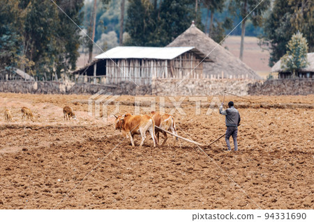 Ethiopian farmer plows fields with cows Ethiopian farmer plows fields with cows 94331690