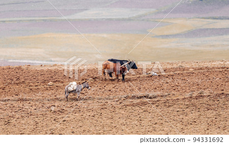Ethiopian farmer plows fields with cows Ethiopian farmer plows fields with cows 94331692