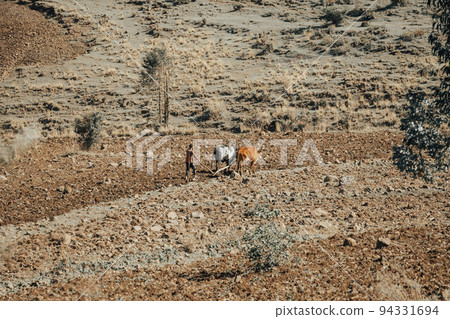 Ethiopian farmer plows fields with cows Ethiopian farmer plows fields with cows 94331694