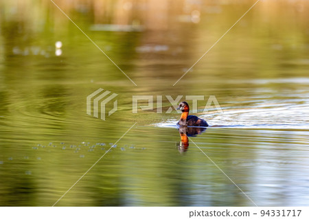 Water bird Little Grebe, Tachybaptus ruficollis Water bird Little Grebe, Tachybaptus ruficollis 94331717