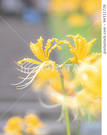 Yellow colored flower 94331726
