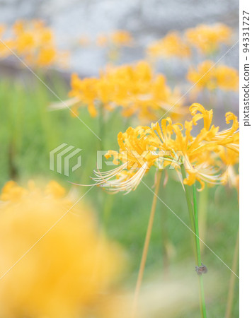 Yellow colored flower 94331727