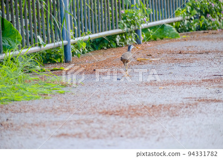 Shirohara Quinna Shirohara Quinna 94331782