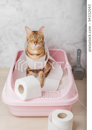 An obedient Bengal cat sits in a cat litter box in a room. 94332043