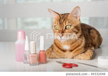 Bengal cat in a home beauty salon with nail polishes, clippers on the table. 94332046