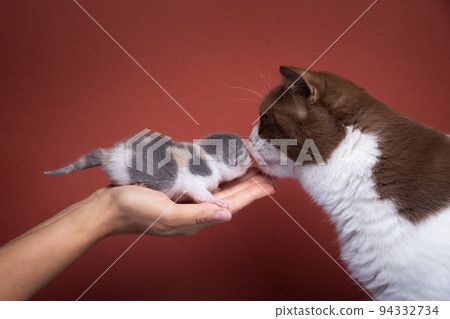adult cat smelling newborn kitten 94332734