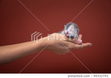newborn kitten in human hands portrait newborn kitten in human hands portrait 94332741
