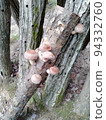 Mushroom hunting 94332760