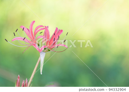 Pink cluster amaryllis wet in the rain Takahama City, Aichi Prefecture 94332904
