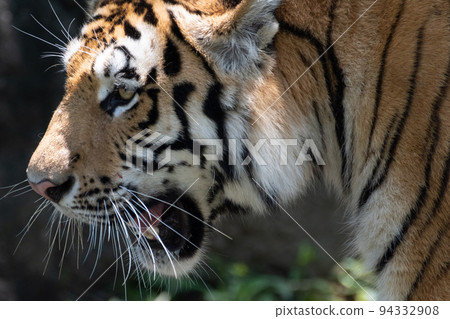 Cool tiger Cool tiger 94332908