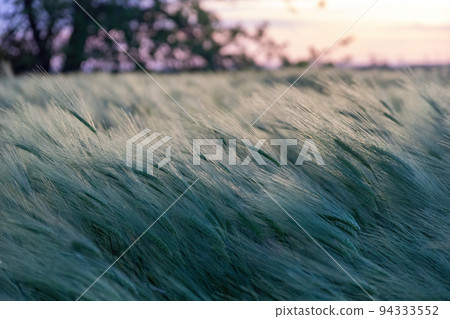 Abstract defocused green wheat field in countryside. Field of wheat blowing in the wind at sunset. Young and green spikelets. Ears of barley crop in nature. Agronomy and food production Abstract defocused green wheat field in countryside. Field of wheat blowing in the wind at sunset. Young and green spikelets. Ears of barley crop in nature. Agronomy and food production 94333552