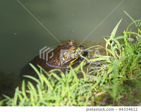 住在東大寺池塘里的蟾蜍 94334612
