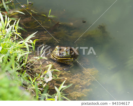 住在東大寺池塘里的蟾蜍 94334617