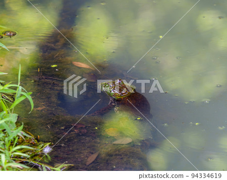 住在東大寺池塘里的蟾蜍 94334619