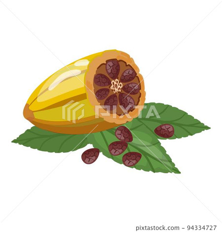 Tree cacao fruit icon cartoon vector. Leaf nut. Coffee seed 94334727