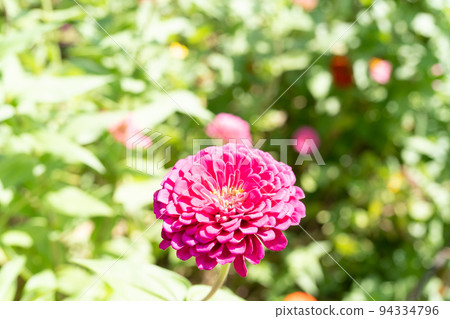 Sinia Sinia 94334796