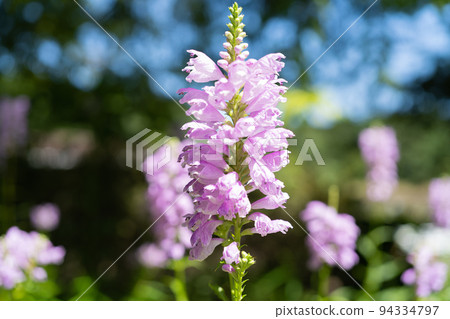 Kctrano Kctrano 94334797