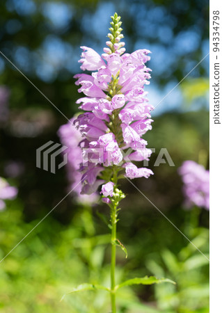 Kctrano Kctrano 94334798