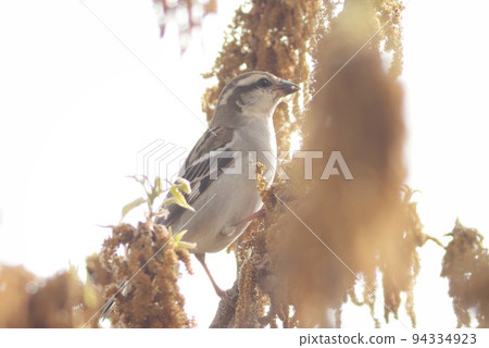New sparrow Looking for insects on konara oak flowers Sparrows without black spots on their cheeks 94334923