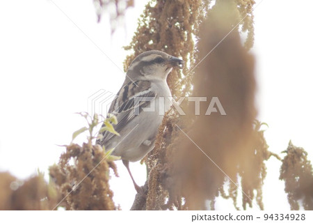 New sparrow Looking for insects on konara oak flowers Sparrows without black spots on their cheeks 94334928