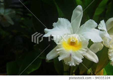 白花蘭(一月)卡特蘭47 白花蘭(一月)卡特蘭47 94335104