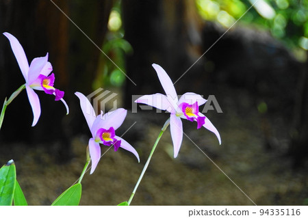Pretty Flower Orchid (January) Lelia 07 Pretty Flower Orchid (January) Lelia 07 94335116