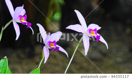 Pretty Flower Orchid (January) Lelia 07H16.9 Pretty Flower Orchid (January) Lelia 07H16.9 94335117