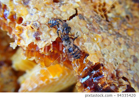 Cross section of Japanese honey bee nest 94335420