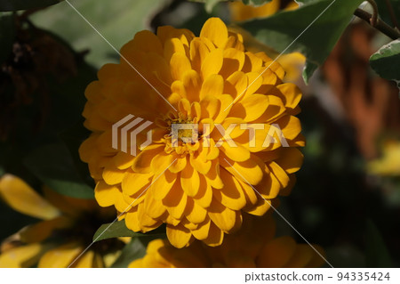 Yellow zinnia double flower blooming in a Japanese autumn garden Yellow zinnia double flower blooming in a Japanese autumn garden 94335424