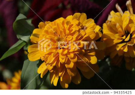 Yellow zinnia double flower blooming in a Japanese autumn garden Yellow zinnia double flower blooming in a Japanese autumn garden 94335425
