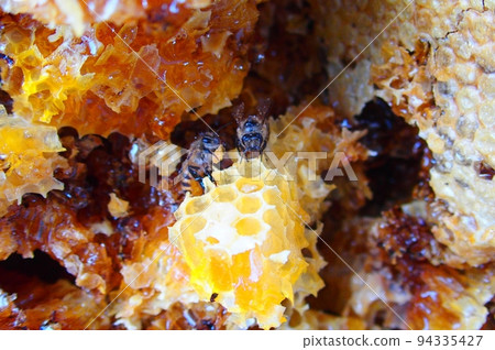Cross section of Japanese honey bee nest 94335427
