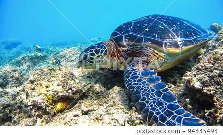 沖繩赤島綠海龜水下照片 94335493