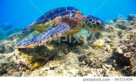 沖繩赤島綠海龜水下照片 沖繩赤島綠海龜水下照片 94335494