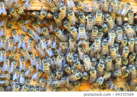 Japanese honeybee - apiary Japanese honeybee - apiary 94335584