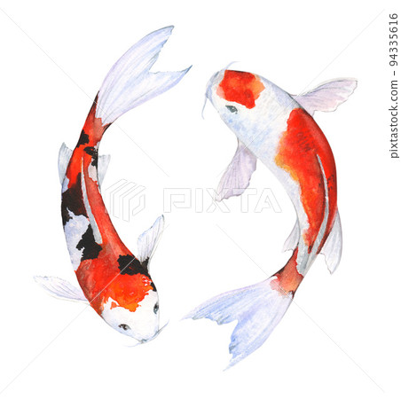 Watercolor illustration of fish koi on white background Watercolor illustration of fish koi on white background 94335616