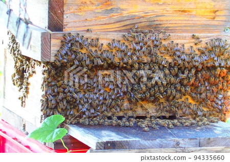 Apiary of Japanese honeybees - Beekeeping box 94335660