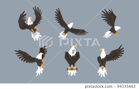 Eagle as Large Bird of Prey with Beak and Broad Black Wings in Different Pose Vector Set 94335663