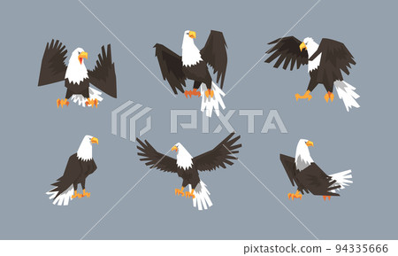 Eagle as Large Bird of Prey with Beak and Broad Black Wings in Different Pose Vector Set 94335666