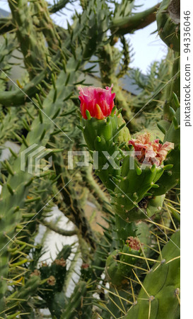 Beautiful cactus - Austrocylindropuntia subulata with flowers Beautiful cactus - Austrocylindropuntia subulata with flowers 94336046
