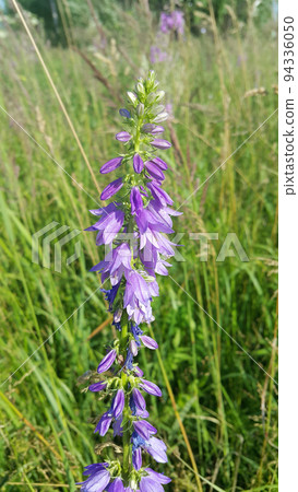 Beautiful wild flowers, Rapunzel Bell Beautiful wild flowers, Rapunzel Bell 94336050