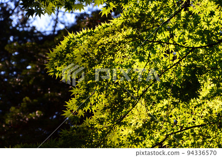 Hakodate Miharashi Park / Kosetsuen - within the park grounds 94336570