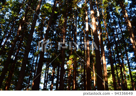 Hakodate Miharashi Park / Kosetsuen - within the park grounds 94336649