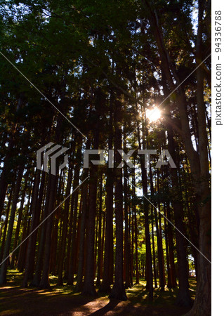 Hakodate Miharashi Park / Kosetsuen - within the park grounds Hakodate Miharashi Park / Kosetsuen - within the park grounds 94336788