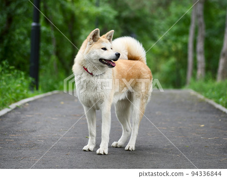 Akita inu japanese dog 94336844