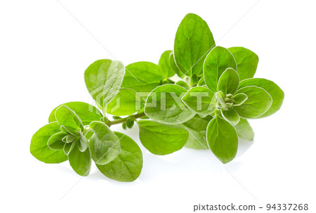 Marjoram twigs on white background 94337268